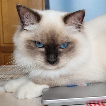 chat Ragdoll seal point mitted ATHENA des Rêves de Selene LA CHATTERIE  DES REVES DE SELENE