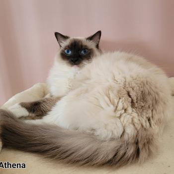 chat Ragdoll seal point mitted ATHENA des Rêves de Selene LA CHATTERIE  DES REVES DE SELENE