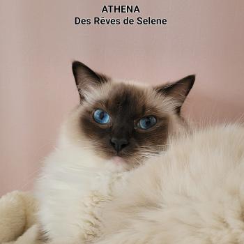 chat Ragdoll seal point mitted ATHENA des Rêves de Selene LA CHATTERIE  DES REVES DE SELENE