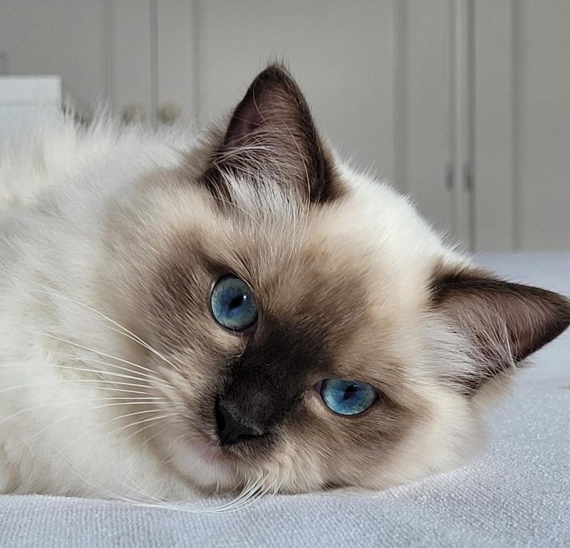 ATHENA des Rêves de Selene Femelle Ragdoll