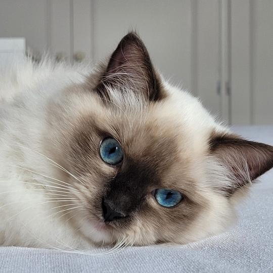ATHENA des Rêves de Selene Femelle Ragdoll