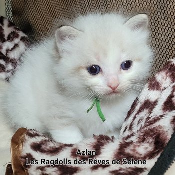 chaton Ragdoll seal tabby point bicolor ATLAS LA CHATTERIE DES REVES DE SELENE chaton Ragdoll seal tabby point bicolor ATLAS LA CHATTERIE DES REVES DE SELENE