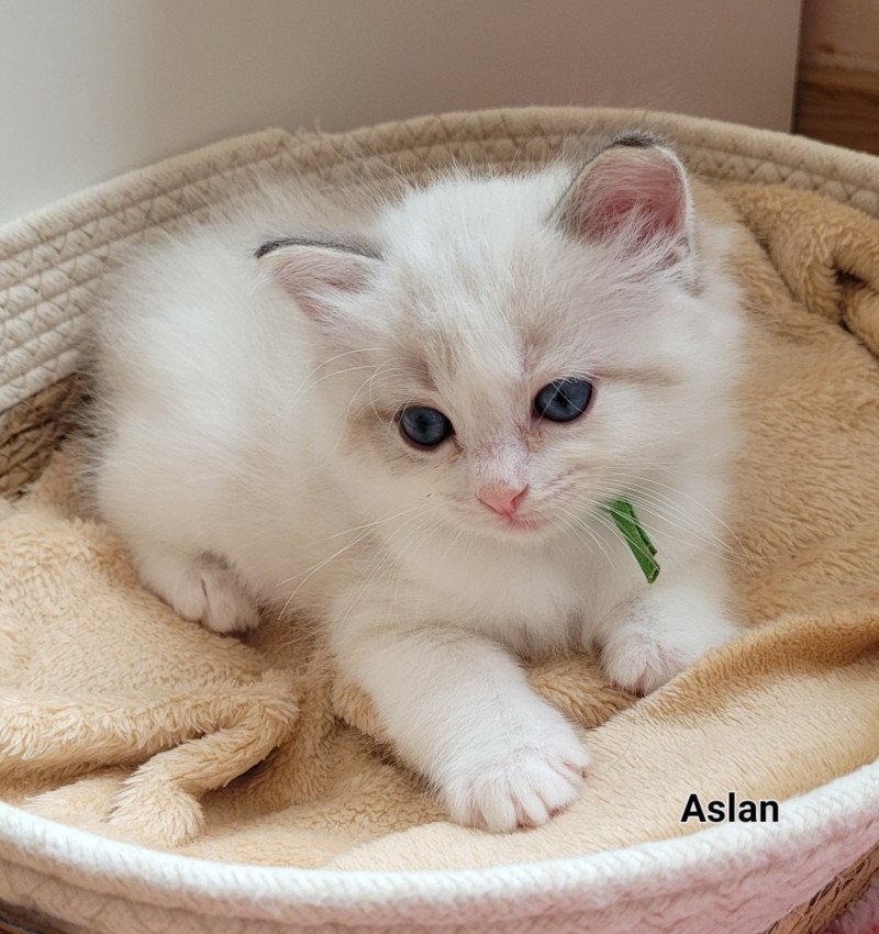 AZLAN Mâle Ragdoll AZLAN Mâle Ragdoll