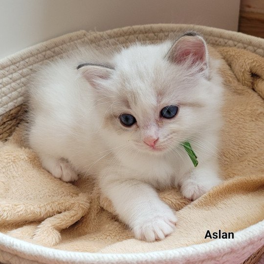 AZLAN Mâle Ragdoll