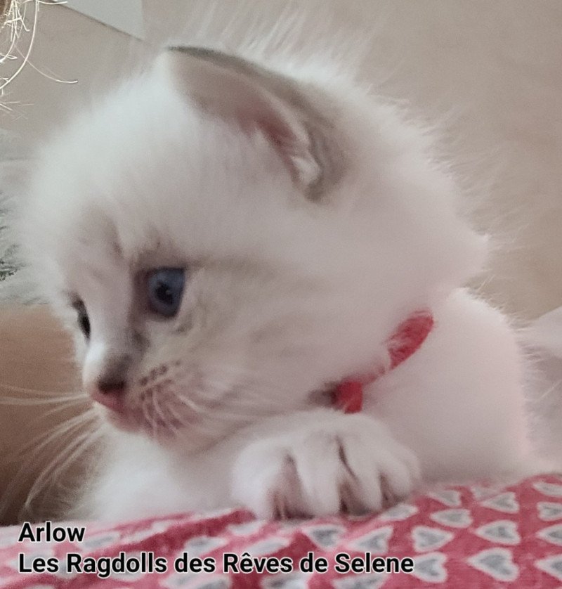 ARLOW Mâle Ragdoll ARLOW Mâle Ragdoll
