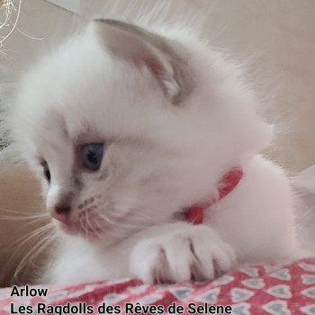 chaton Ragdoll seal tabby point bicolor ARLOW LA CHATTERIE DES REVES DE SELENE chaton Ragdoll seal tabby point bicolor ARLOW LA CHATTERIE DES REVES DE SELENE