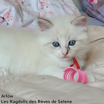 chaton Ragdoll seal tabby point bicolor ARLOW LA CHATTERIE DES REVES DE SELENE chaton Ragdoll seal tabby point bicolor ARLOW LA CHATTERIE DES REVES DE SELENE