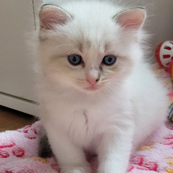 chaton Ragdoll seal tabby point bicolor ARLOW LA CHATTERIE DES REVES DE SELENE chaton Ragdoll seal tabby point bicolor ARLOW LA CHATTERIE DES REVES DE SELENE