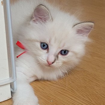 chaton Ragdoll seal tabby point bicolor ARLOW LA CHATTERIE DES REVES DE SELENE chaton Ragdoll seal tabby point bicolor ARLOW LA CHATTERIE DES REVES DE SELENE