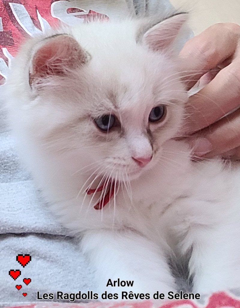 ARLOW Mâle Ragdoll ARLOW Mâle Ragdoll