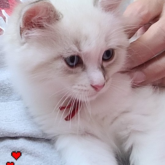 ARLOW Mâle Ragdoll