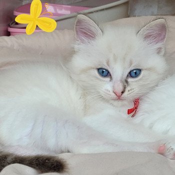 chaton Ragdoll seal tabby point bicolor ARLOW LA CHATTERIE DES REVES DE SELENE chaton Ragdoll seal tabby point bicolor ARLOW LA CHATTERIE DES REVES DE SELENE