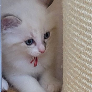 chaton Ragdoll seal tabby point bicolor ARLOW LA CHATTERIE DES REVES DE SELENE chaton Ragdoll seal tabby point bicolor ARLOW LA CHATTERIE DES REVES DE SELENE