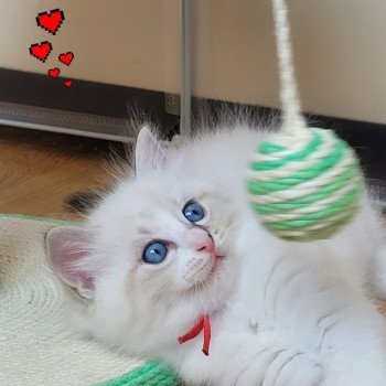 chaton Ragdoll seal tabby point bicolor ARLOW LA CHATTERIE DES REVES DE SELENE chaton Ragdoll seal tabby point bicolor ARLOW LA CHATTERIE DES REVES DE SELENE