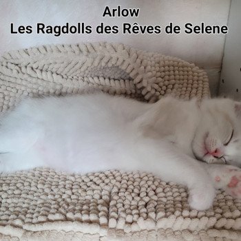 chaton Ragdoll seal tabby point bicolor ARLOW LA CHATTERIE DES REVES DE SELENE chaton Ragdoll seal tabby point bicolor ARLOW LA CHATTERIE DES REVES DE SELENE