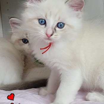 chaton Ragdoll seal tabby point bicolor ARLOW LA CHATTERIE DES REVES DE SELENE chaton Ragdoll seal tabby point bicolor ARLOW LA CHATTERIE DES REVES DE SELENE