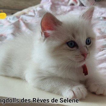 chaton Ragdoll seal tabby point bicolor ARLOW LA CHATTERIE DES REVES DE SELENE chaton Ragdoll seal tabby point bicolor ARLOW LA CHATTERIE DES REVES DE SELENE
