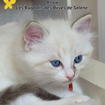 chaton Ragdoll seal tabby point bicolor ARLOW LA CHATTERIE DES REVES DE SELENE chaton Ragdoll seal tabby point bicolor ARLOW LA CHATTERIE DES REVES DE SELENE