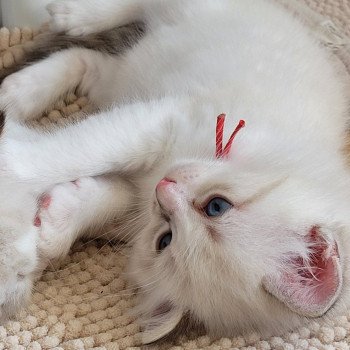 chaton Ragdoll seal tabby point bicolor ARLOW LA CHATTERIE DES REVES DE SELENE chaton Ragdoll seal tabby point bicolor ARLOW LA CHATTERIE DES REVES DE SELENE