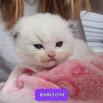 chaton Ragdoll blue tabby point bicolor BABYLONE LA CHATTERIE  DES REVES DE SELENE