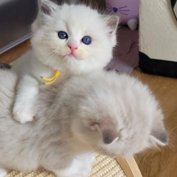 chaton Ragdoll blue tabby point bicolor BABYLONE LA CHATTERIE  DES REVES DE SELENE