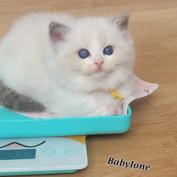 chaton Ragdoll seal tabby point bicolor BABYLONE LA CHATTERIE  DES REVES DE SELENE