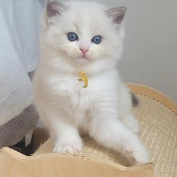 chaton Ragdoll seal tabby point bicolor BABYLONE LA CHATTERIE  DES REVES DE SELENE