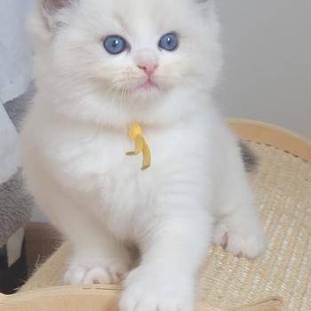chaton Ragdoll seal tabby point bicolor BABYLONE LA CHATTERIE  DES REVES DE SELENE