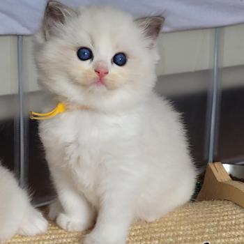 chaton Ragdoll seal tabby point bicolor BABYLONE LA CHATTERIE  DES REVES DE SELENE