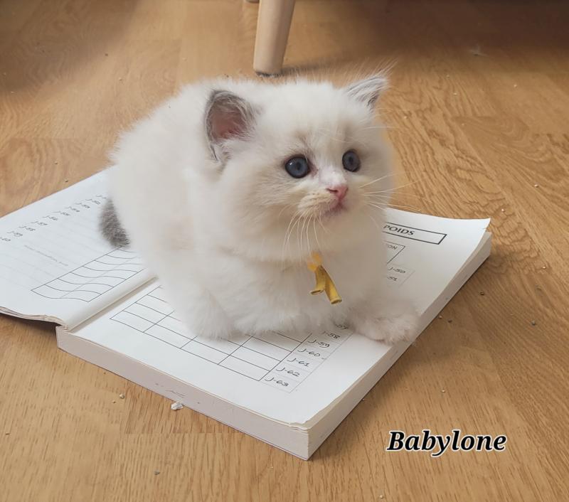 BONNIE Femelle Ragdoll