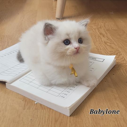 BONNIE Femelle Ragdoll