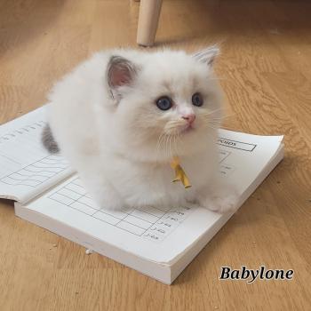 chaton Ragdoll seal tabby point bicolor BABYLONE LA CHATTERIE  DES REVES DE SELENE