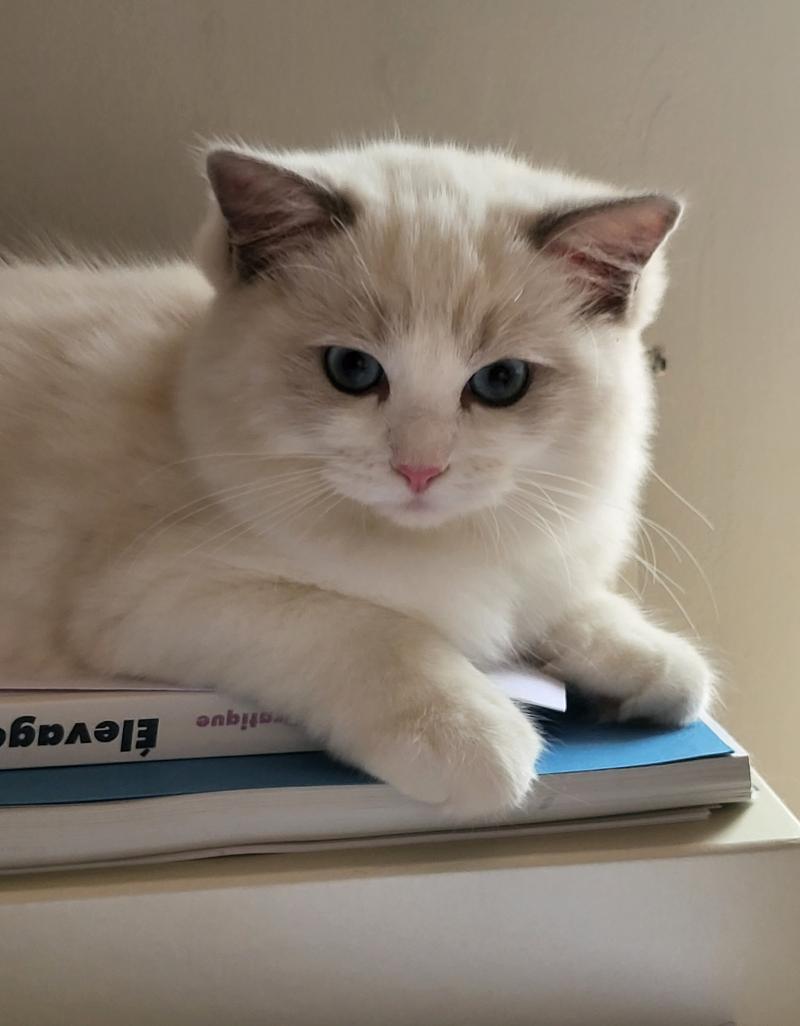BONNIE Femelle Ragdoll