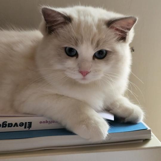 BONNIE Femelle Ragdoll