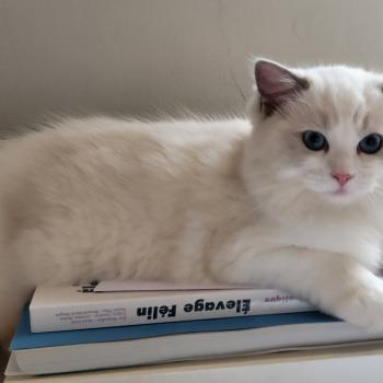 chaton Ragdoll blue tabby point bicolor BONNIE LA CHATTERIE  DES REVES DE SELENE