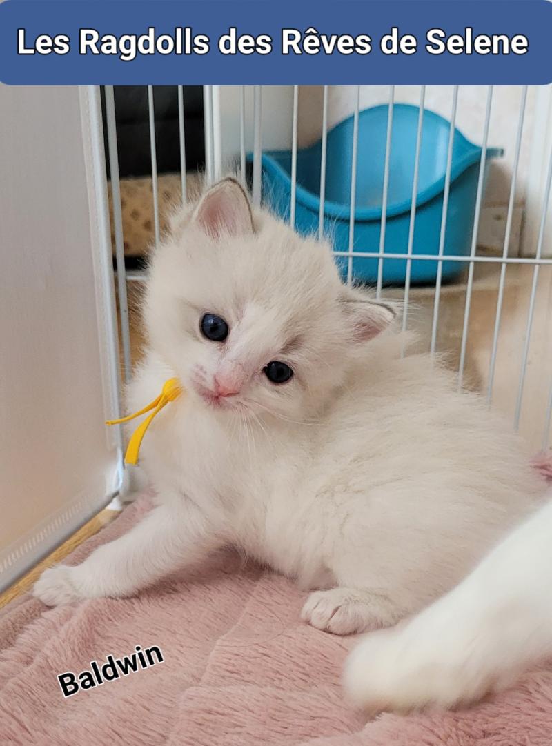 BALDWIN Mâle Ragdoll