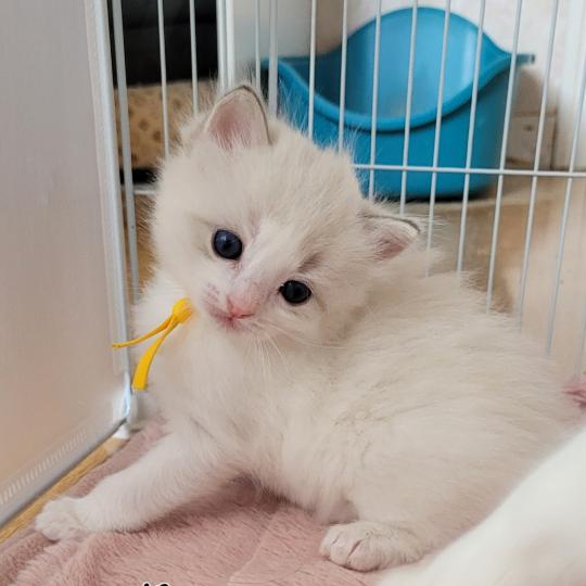BALDWIN Mâle Ragdoll