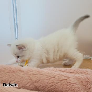 chaton Ragdoll BALDWIN LA CHATTERIE  DES REVES DE SELENE