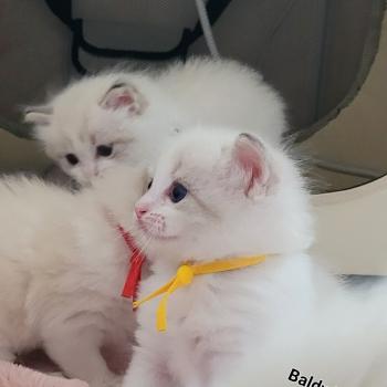 chaton Ragdoll BALDWIN LA CHATTERIE  DES REVES DE SELENE
