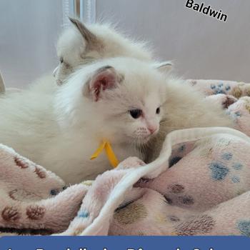 chaton Ragdoll BALDWIN LA CHATTERIE  DES REVES DE SELENE
