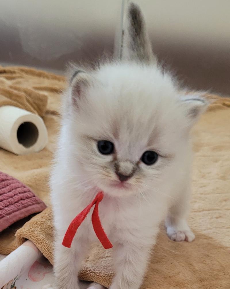 BALOO Mâle Ragdoll