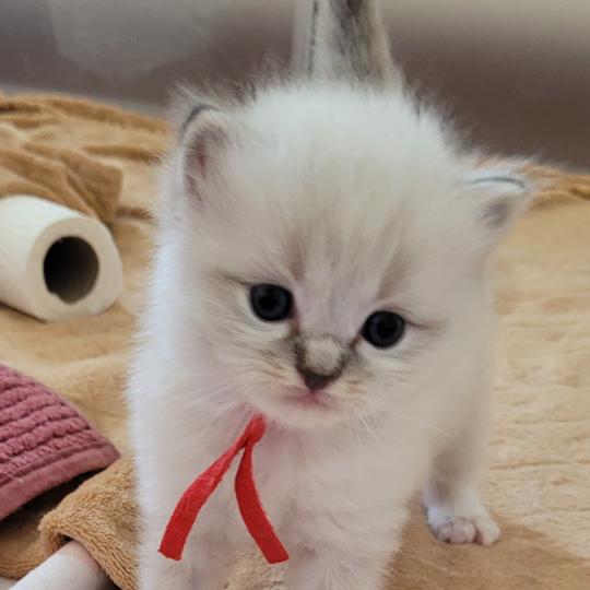 BALOO Mâle Ragdoll