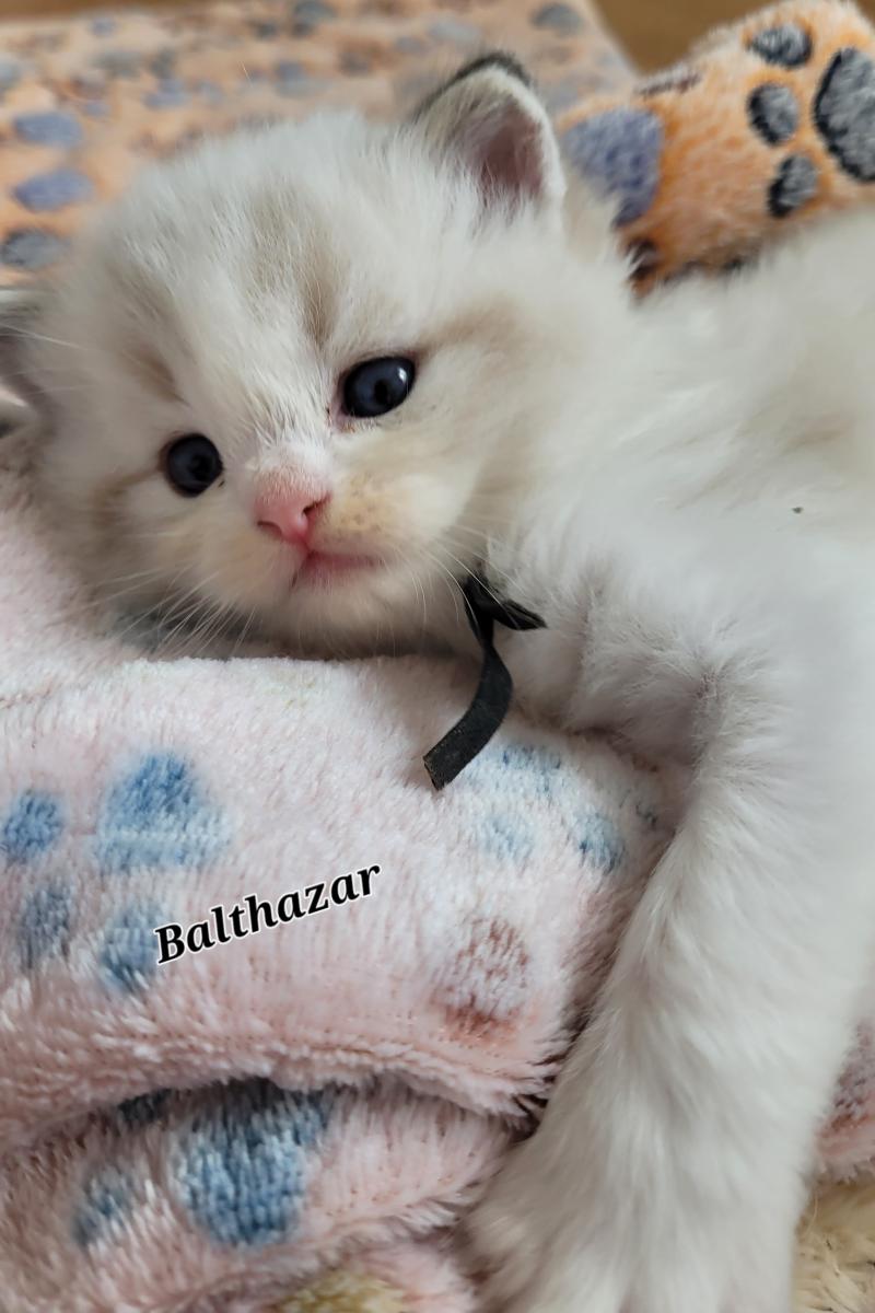 BALTO Mâle Ragdoll