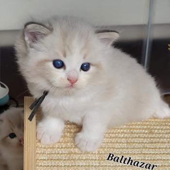 chaton Ragdoll seal tabby point bicolor BALTAZAR LA CHATTERIE  DES REVES DE SELENE
