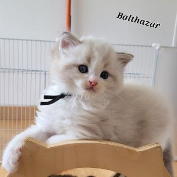 chaton Ragdoll seal tabby point bicolor BALTAZAR LA CHATTERIE  DES REVES DE SELENE