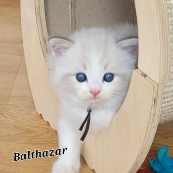 chaton Ragdoll seal tabby point bicolor BALTAZAR LA CHATTERIE  DES REVES DE SELENE