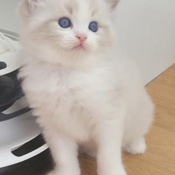 chaton Ragdoll seal tabby point bicolor BALTHAZAR LA CHATTERIE  DES REVES DE SELENE