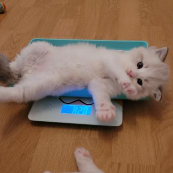 chaton Ragdoll seal tabby point bicolor BALTHAZAR LA CHATTERIE  DES REVES DE SELENE