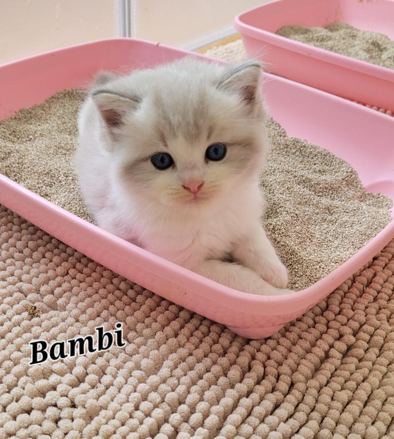 BALTHAZAR Mâle Ragdoll