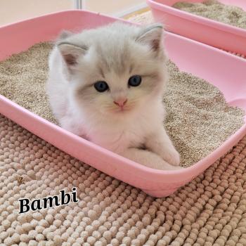 chaton Ragdoll blue tabby point bicolor BAMBI LA CHATTERIE  DES REVES DE SELENE